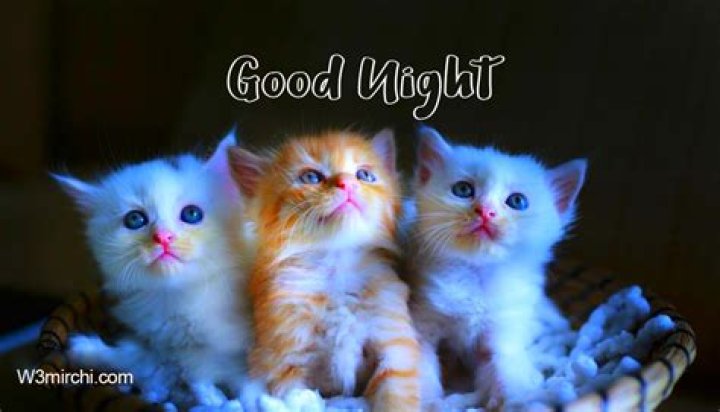 40+ Funny and Cute Good night meme to soothe your night