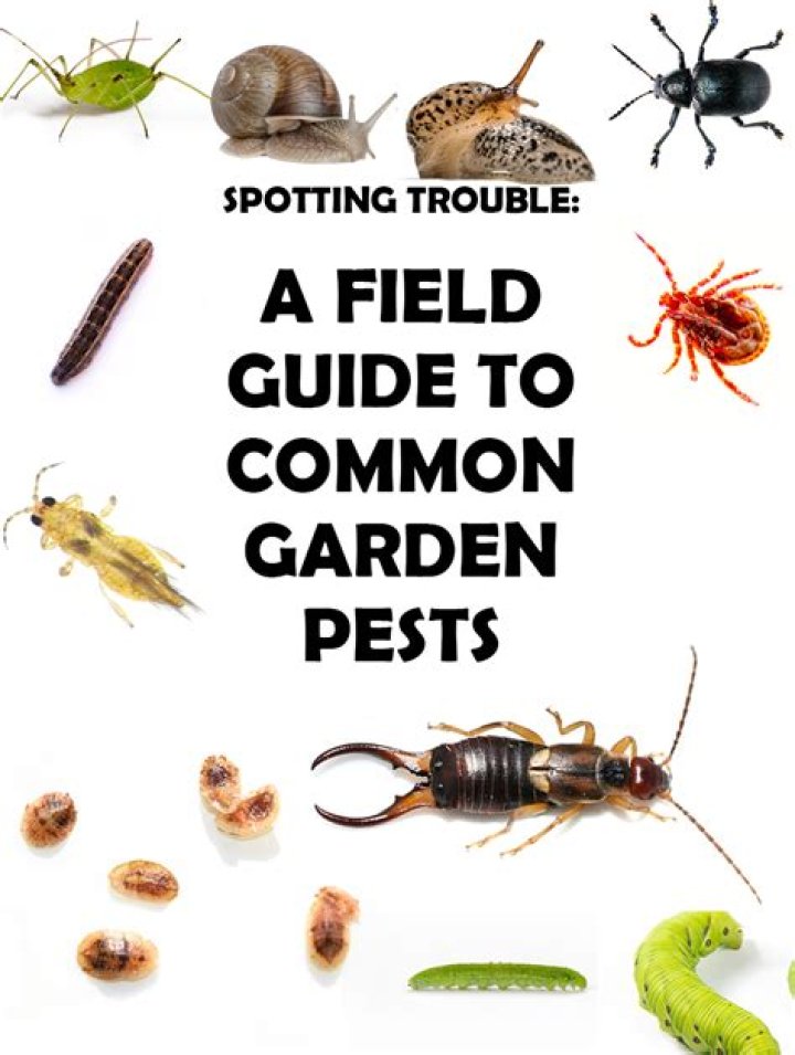 Common Pests And Insects In Boston