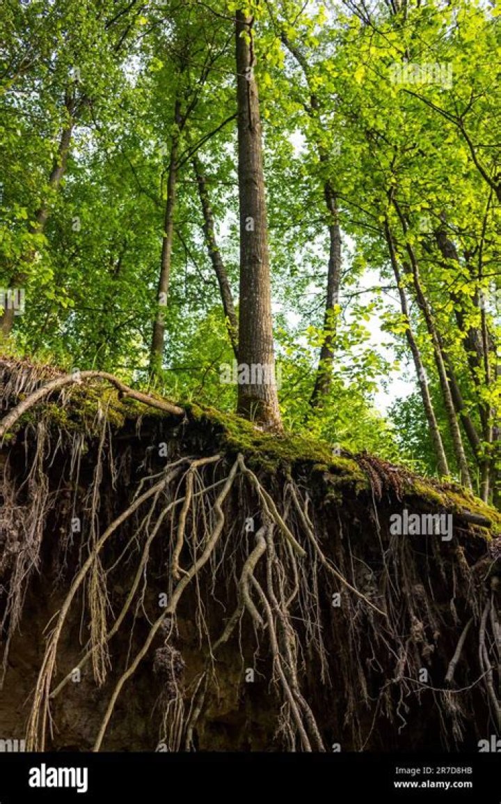 Discover Aubrey Wyatt's Origin: Exploring The Roots Of A Renowned Figure