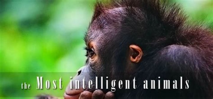 Discover The Intelligence Of Animals: A Guide To Animal IQ