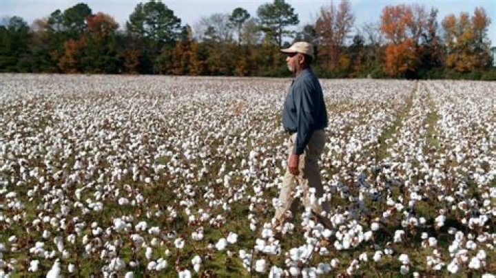 Discoveries In Picking Cotton Jobs