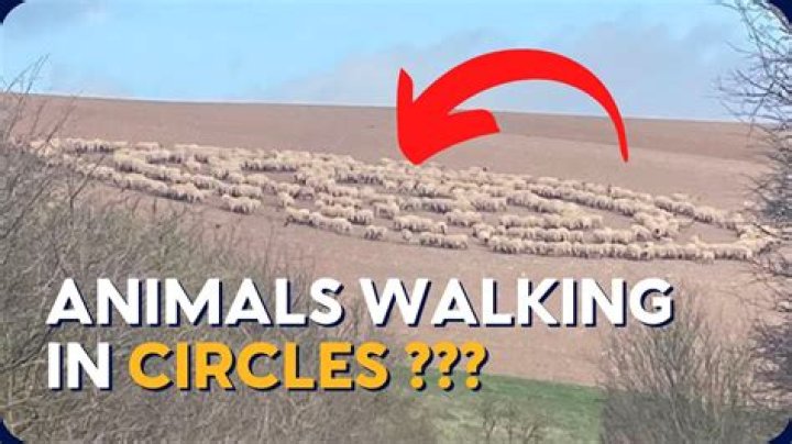 Exploring The Animals Walking In Circles Biblical Meaning