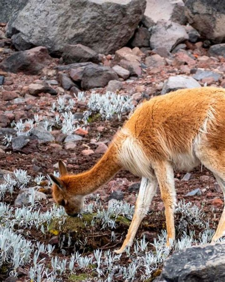 Exploring The Top Facts About Ewa Sonnet Bio Age