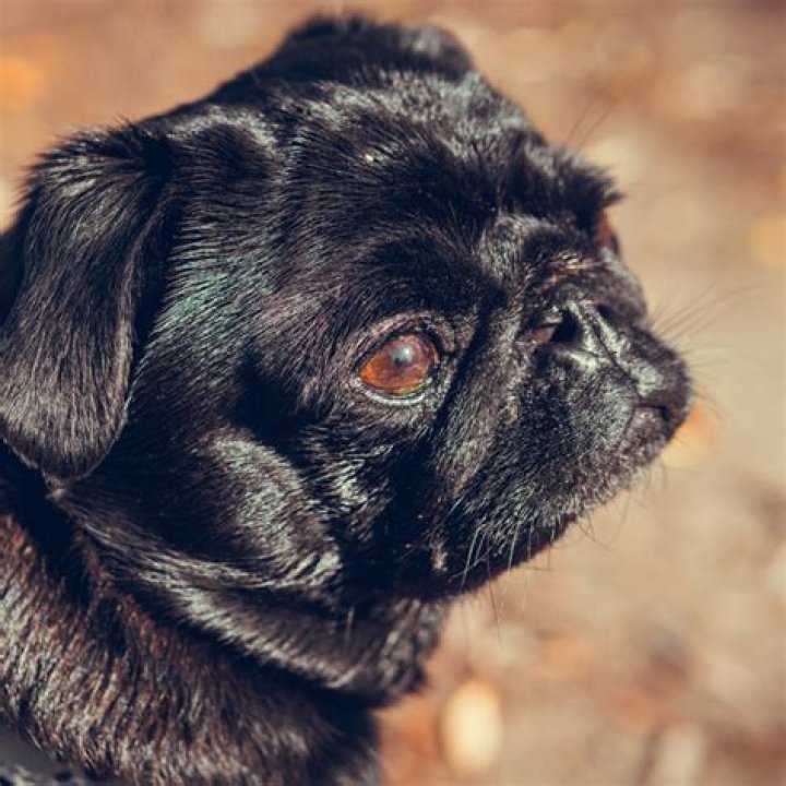 The Ultimate Pug Fanatic: A Comprehensive Guide To The Breed