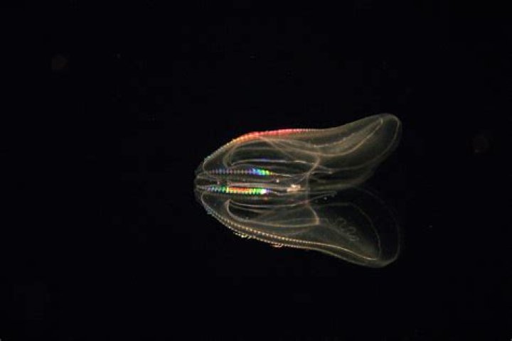 The Unbelievable Gigantactis Fish: Bioluminescence In The Deep