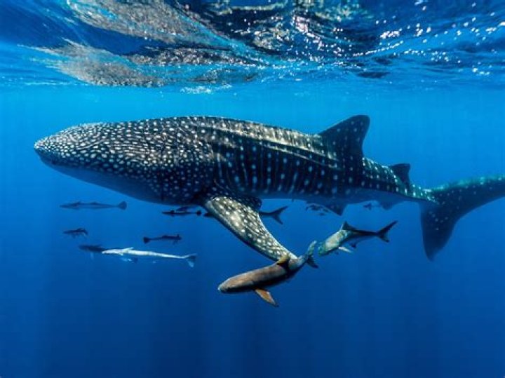 Uncovering The Truth About Whale Sharks And Human Consumption
