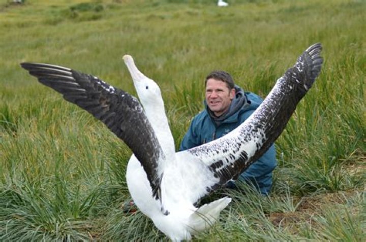 Unlocking The Enigmatic Connection: Wandering Albatrosses And Humans