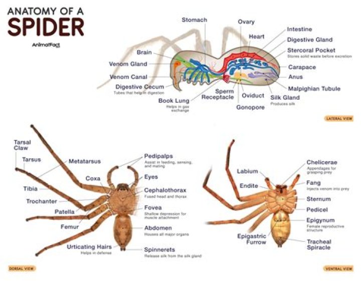Unraveling The Enigma Of Arachnid Mortality