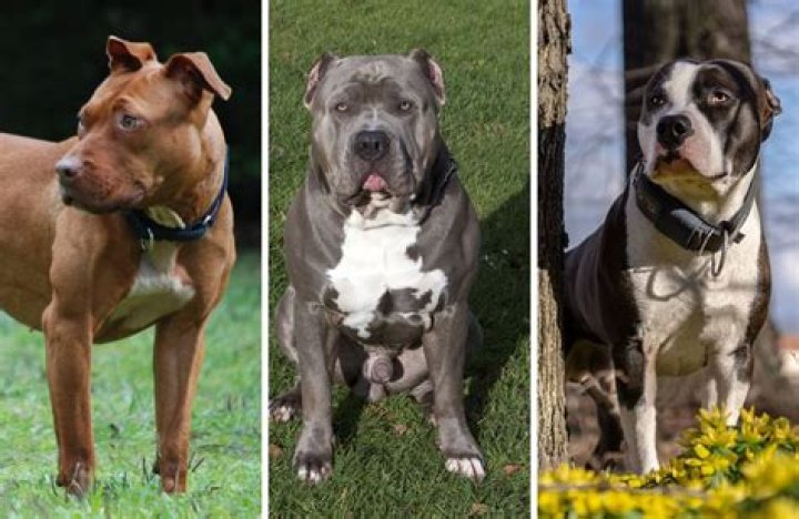 Unveil The Secrets Of Hulk Pitbulls: Discoveries And Insights Await