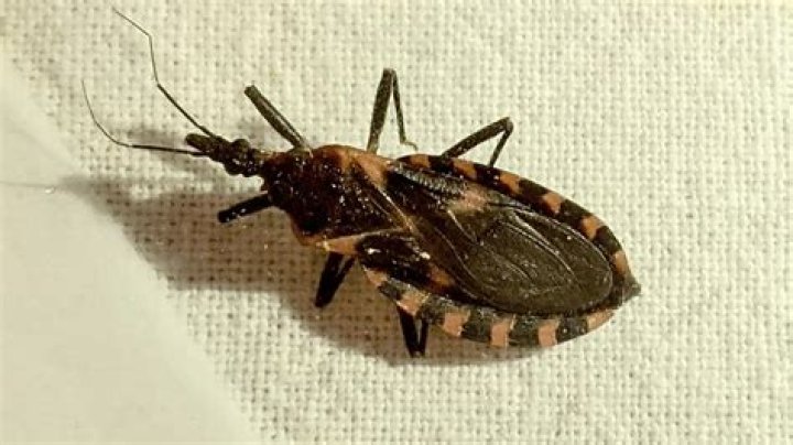 Unveiling The Enigma Of Chagas Disease: Dr. Murillo-Rohde's Pioneering Work