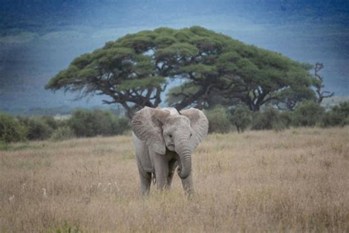 Unveiling The Enigmatic "Big Booty Ebony"