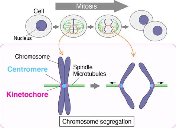 Unveiling The Masterminds Of Chromosome Movement In Cell Division