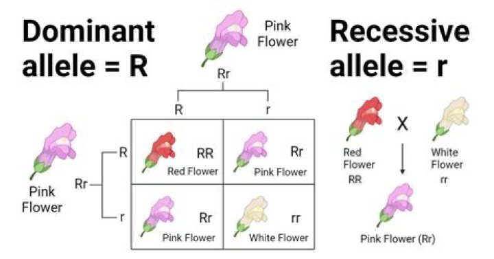 What is the Difference Between Dominant and Recessive Traits